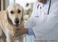 Noncancerous Growths in Dogs
