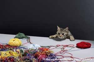 Managing Cat Clutter