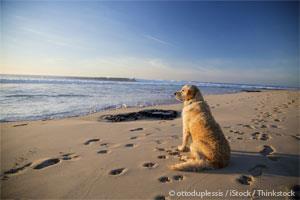 Playa para Perros