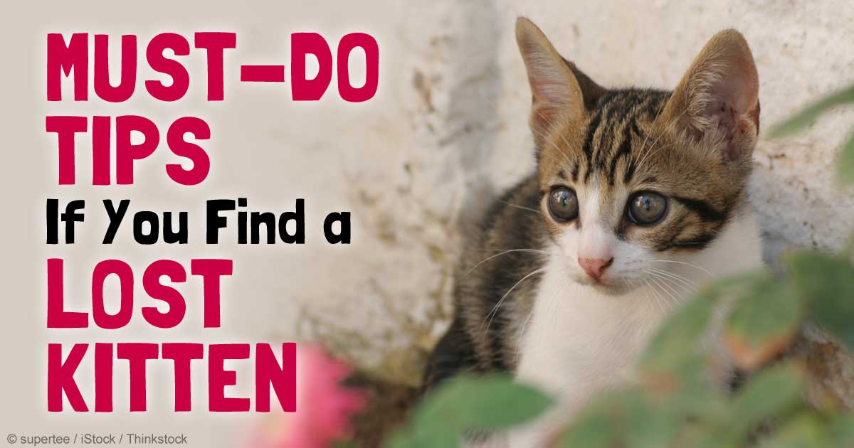 What's the First Thing to Do if You Find an Orphaned Kitten