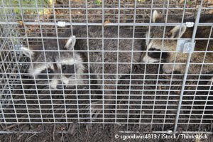 Trapped Raccoons