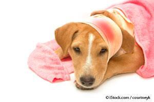 Wound Healing in Dogs