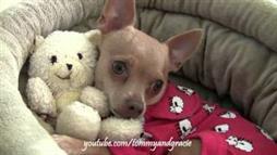 Perrito Chihuahua con su Adorable Osito de Peluche