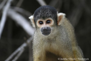 Saving Costa Rican Monkeys
