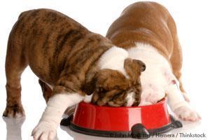 Dogs Eating Dietary Fiber Pumpkin