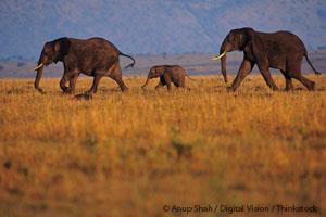 Elephants in Safari