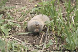 Mole Rat Crawling