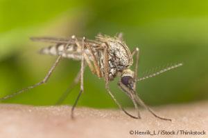 Qué Atrae a los Mosquitos y Cómo Ahuyentarlos