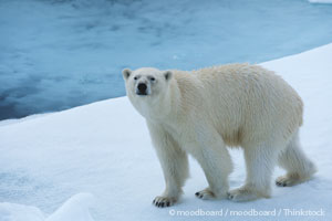 Hunting Polar Bears