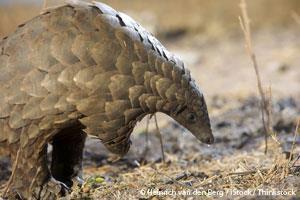 Pangolin (Scaly Anteater)
