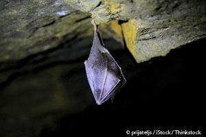 Species of Bats