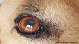 Blue Eyes in Dogs
