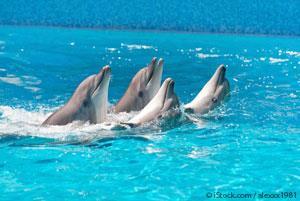 Threats to Dolphins