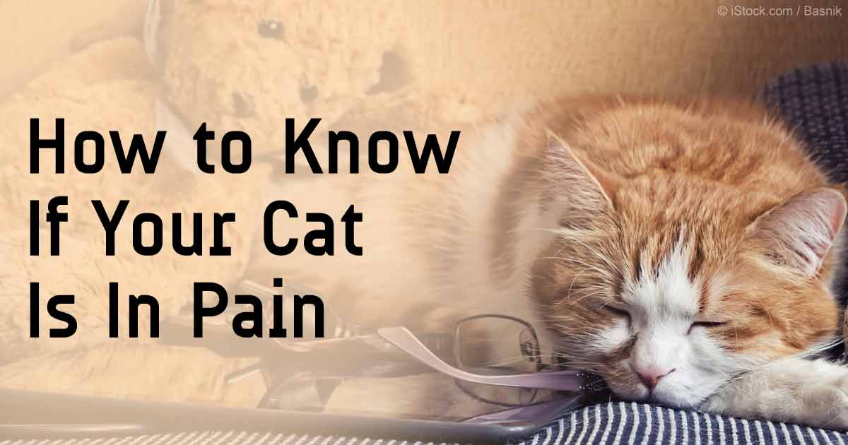 pain meds safe for cats
