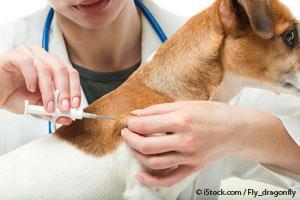Microchipping Your Pets
