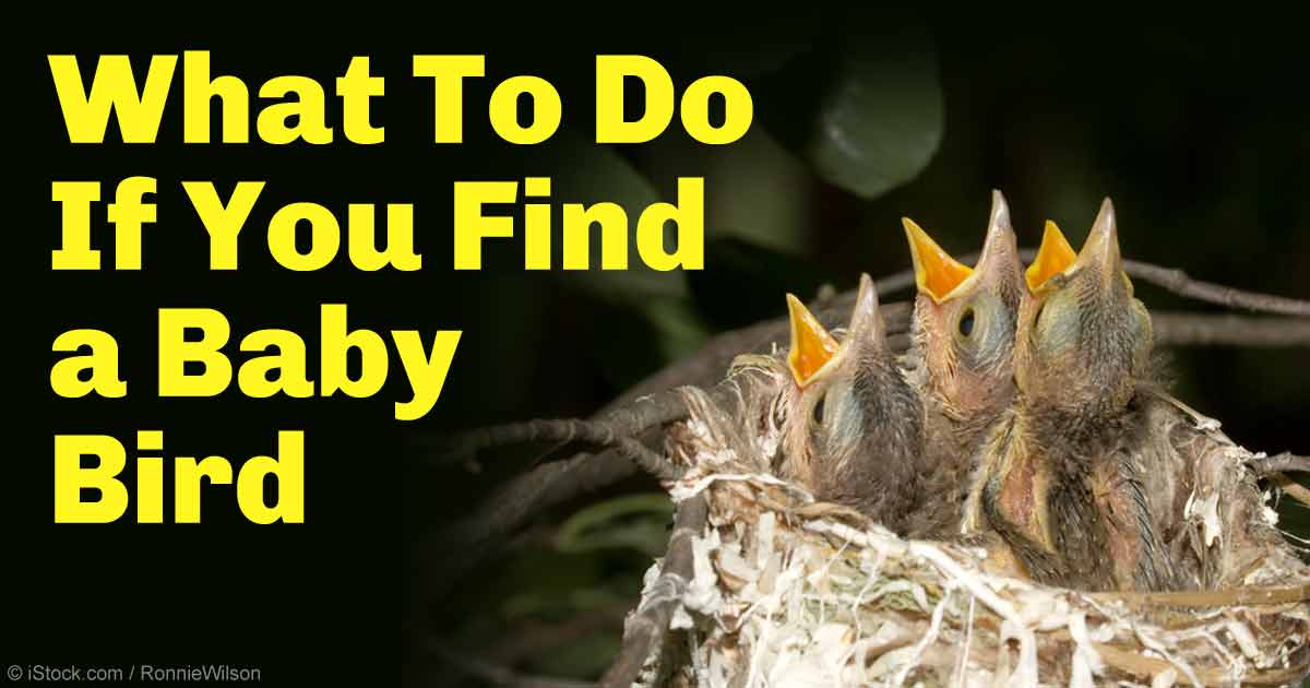 How to take care of a baby bird i found Bird Rescue How To Care For A Fallen Baby Bird