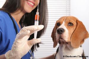 Vacunación de Perros