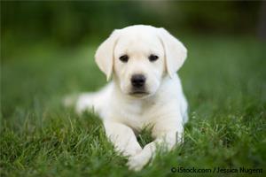 Cachorro Labrador Retriever