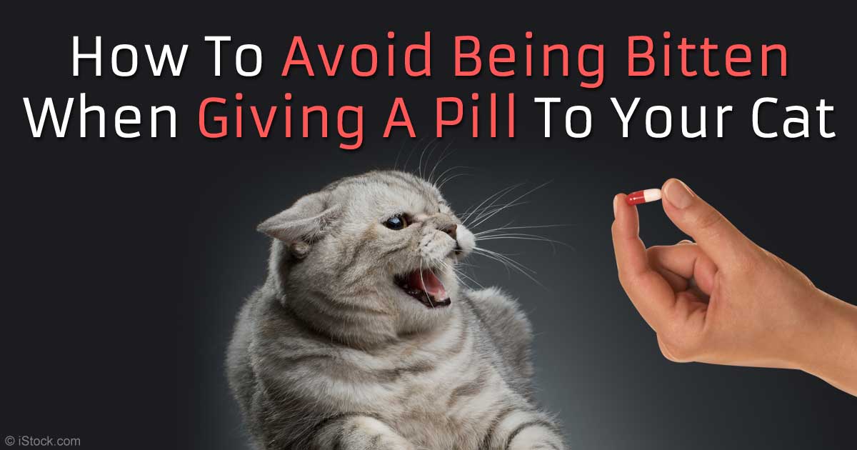 Easiest Way to Give Your Cat a Pill