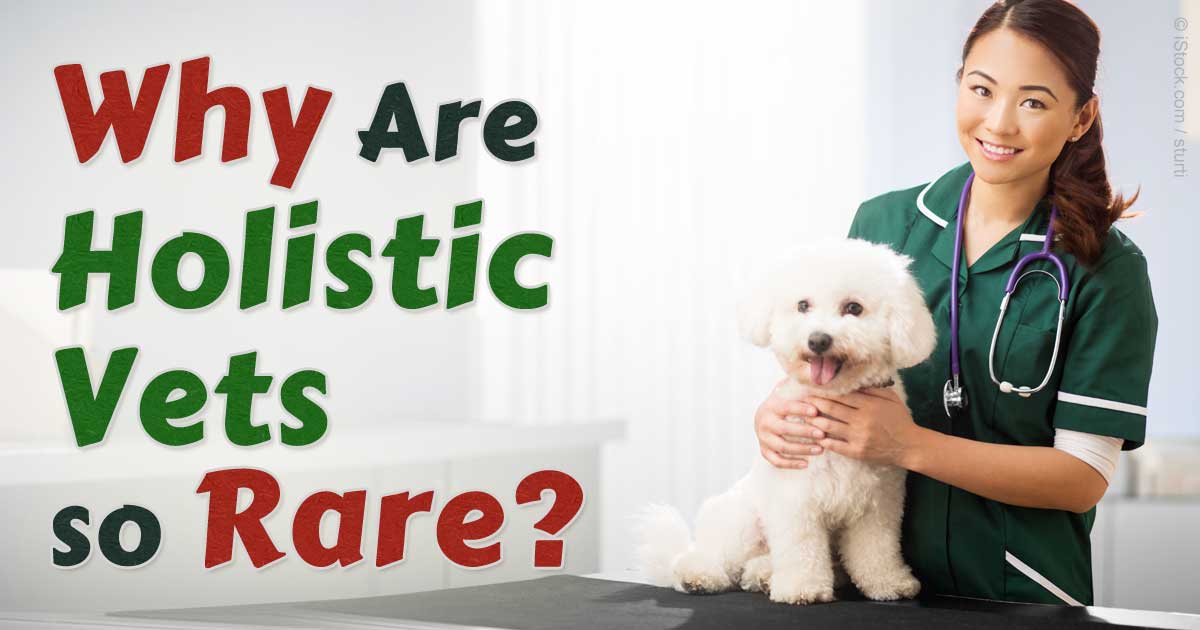 Why Are Holistic Veterinarians so Scarce?