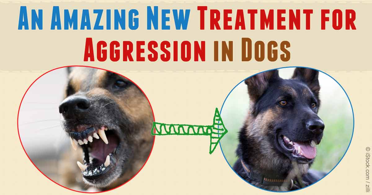 An Amazing New Treatment for Dog Aggression