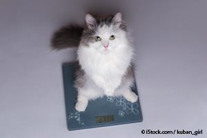 obese cat on the scale