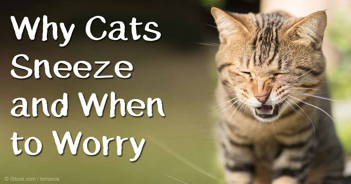 When Your Cat Sneezes, Should You Worry About It?