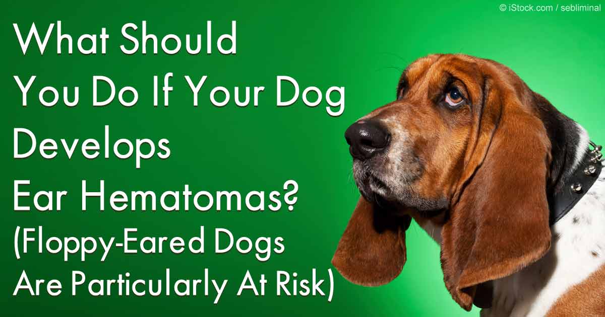 How to Treat Ear Hematoma in Dogs