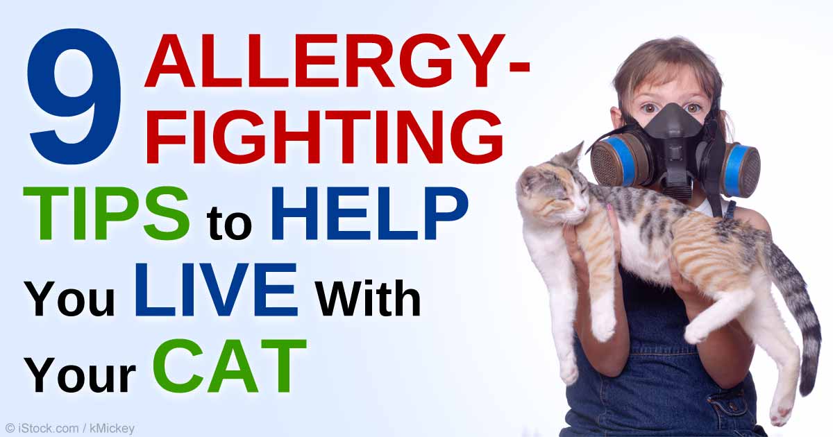How to Minimize Cat Allergies at Home