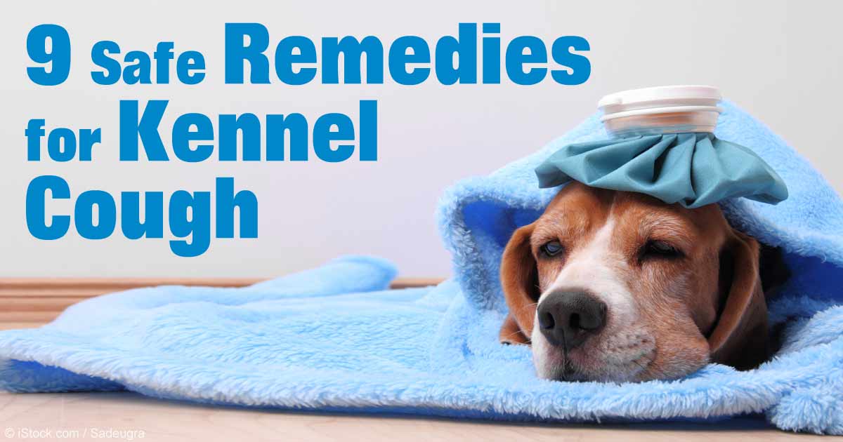 Nine Natural Remedies for Kennel Cough