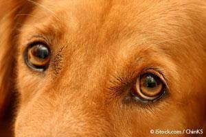 Ojos de Perro