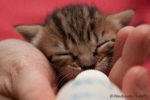 Orphaned Kitten