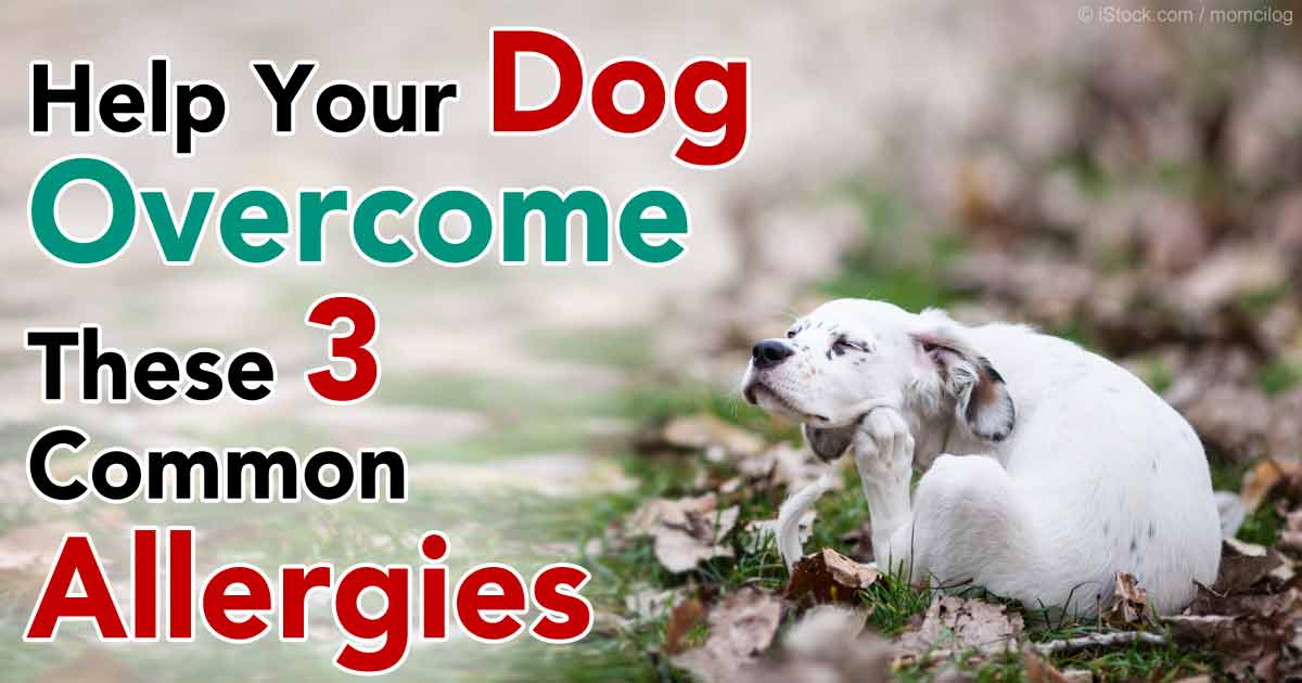 Help Your Dog Overcome These 3 Common Dog Allergies