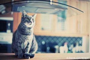 Cat in the Kitchen Counter