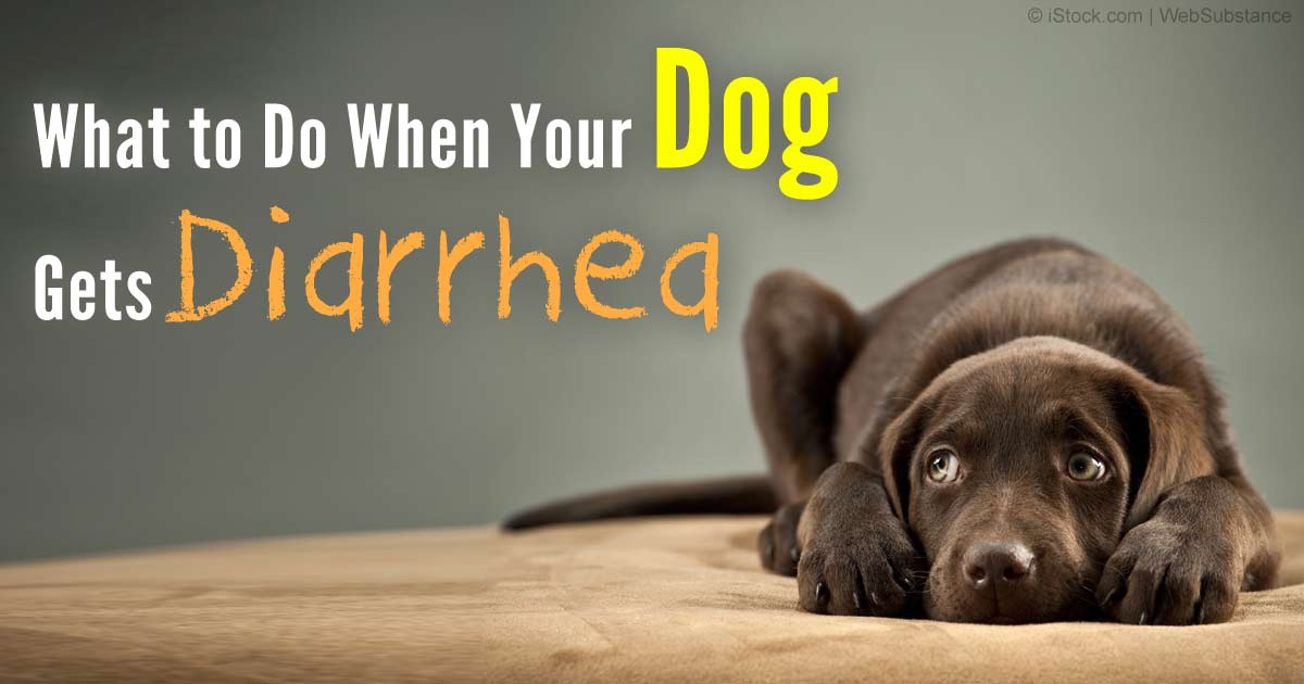 How do you cure dog diarrhea?