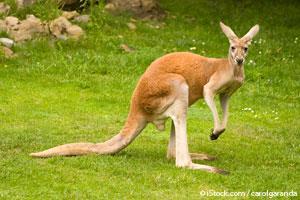 Kangaroo Tail