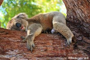 Koala Durmiendo