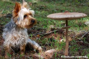 Mushroom poisoning in dogs