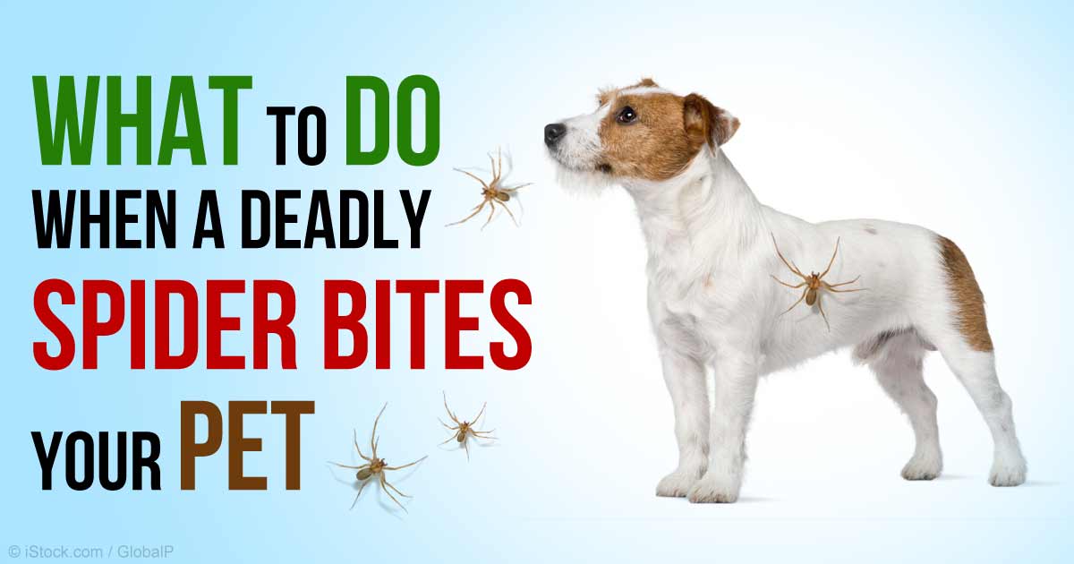 Black Widow Spider Bite Can Kill Pets If You Don T Act Fast