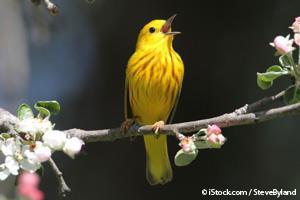 Yellow Songbird