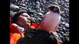 Bebé Pingüino Conoce a un Humano por Primera Vez