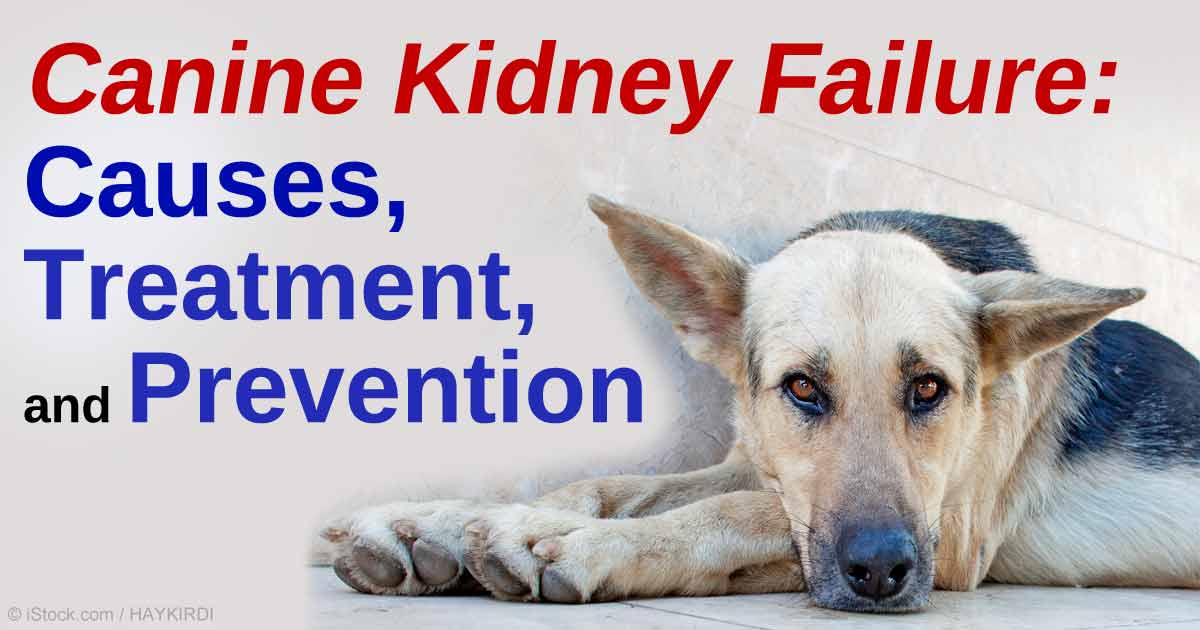 Canine Kidney Failure Causes Treatment And Prevention