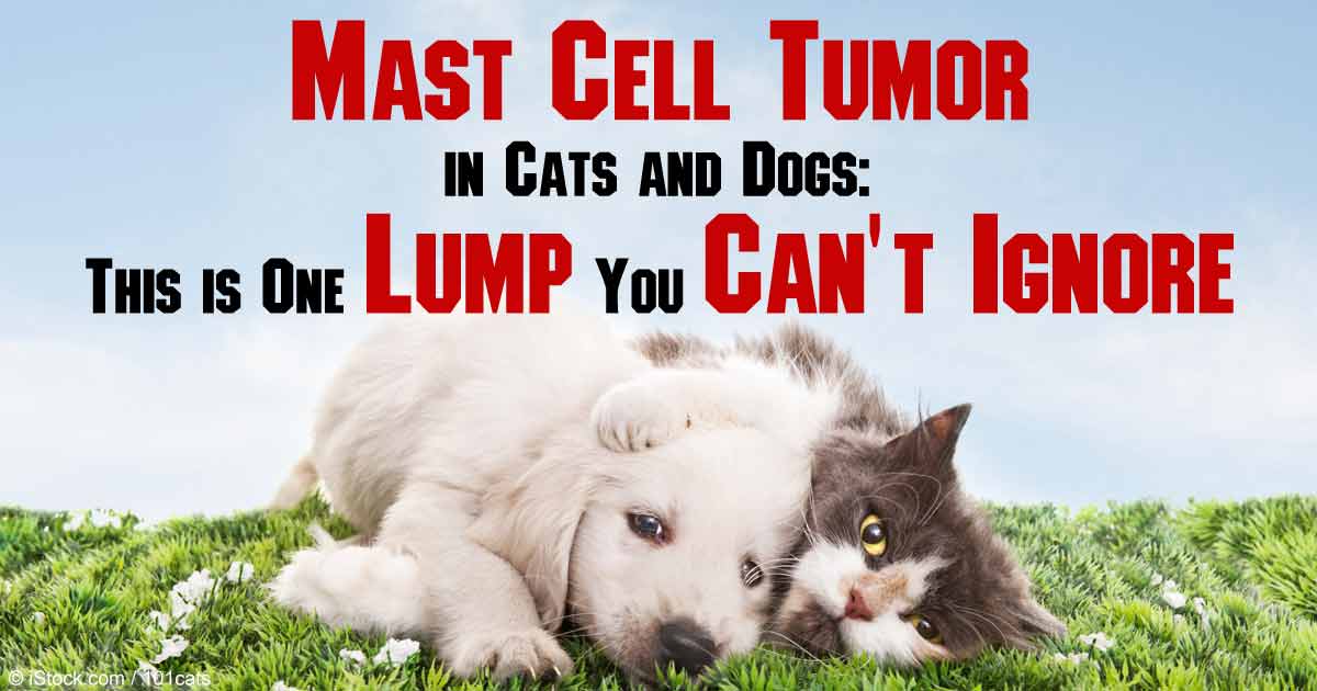 Canine Mast Cell Tumor Diet For Dogs