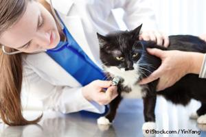 veterinarian with cat