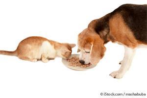 dog and cat foods