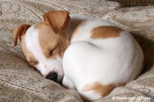 sleeping dog behaviors