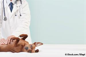 dog health checkup