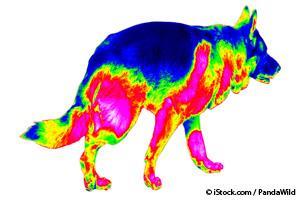 Dog Thermography