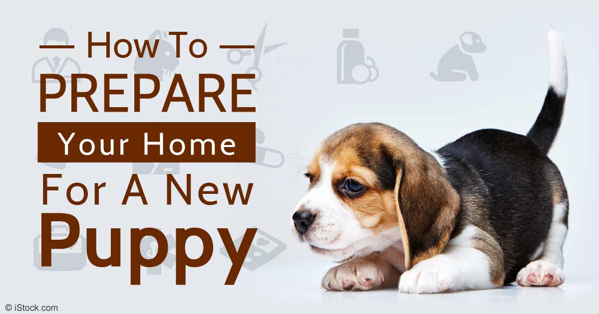 How to Prepare for a Puppy's Day