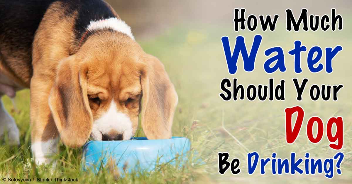 How Much Water Should Your Dog Be Drinking?